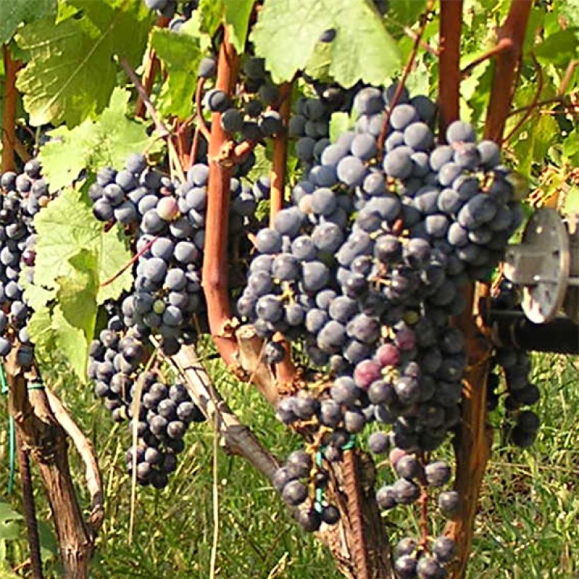 Vite Cabernet Franc (Raccolta)