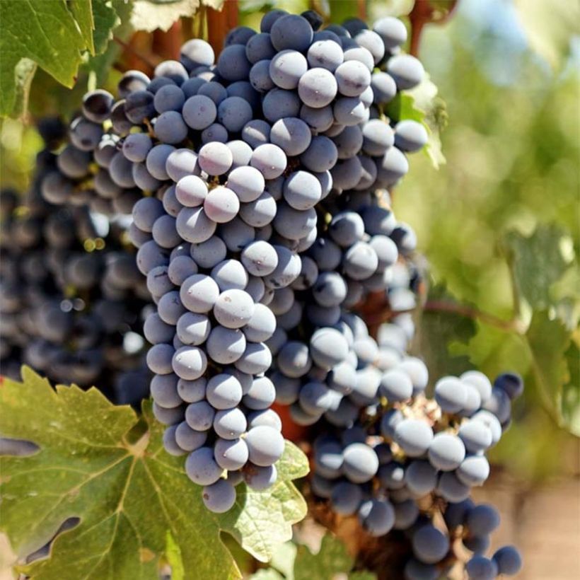 Vite Cabernet Sauvignon (Raccolta)