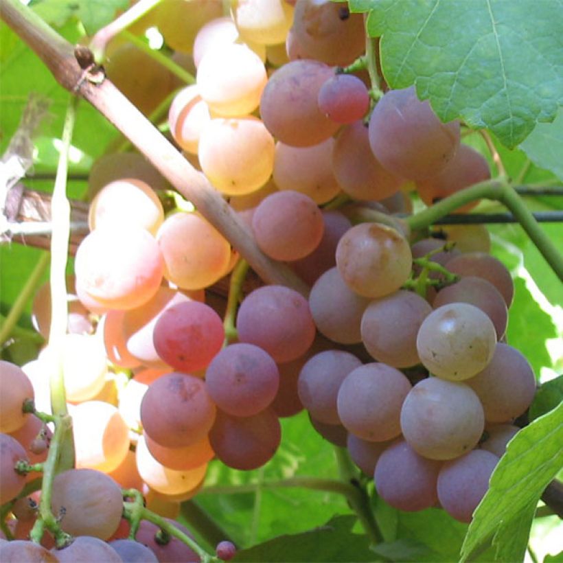 Vite Chasselas rose (Raccolta)