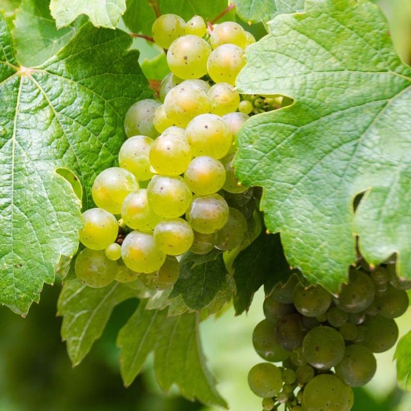 Vite Riesling (Raccolta)