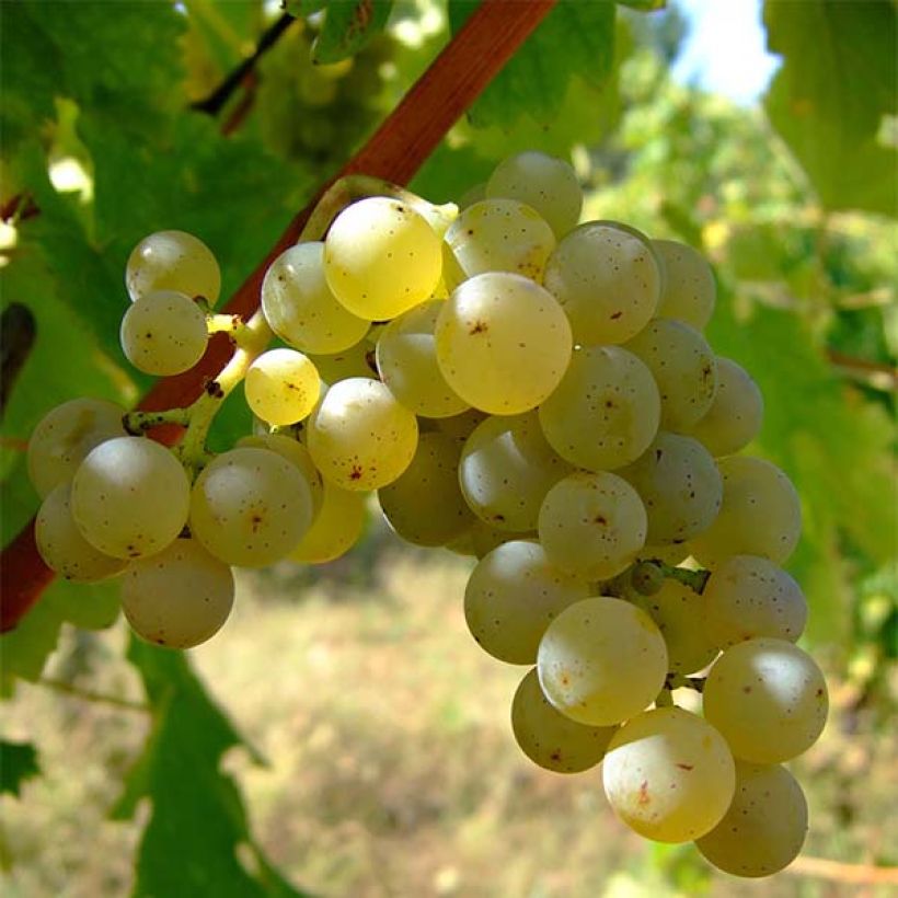 Vite Sauvignon Blanc (Raccolta)