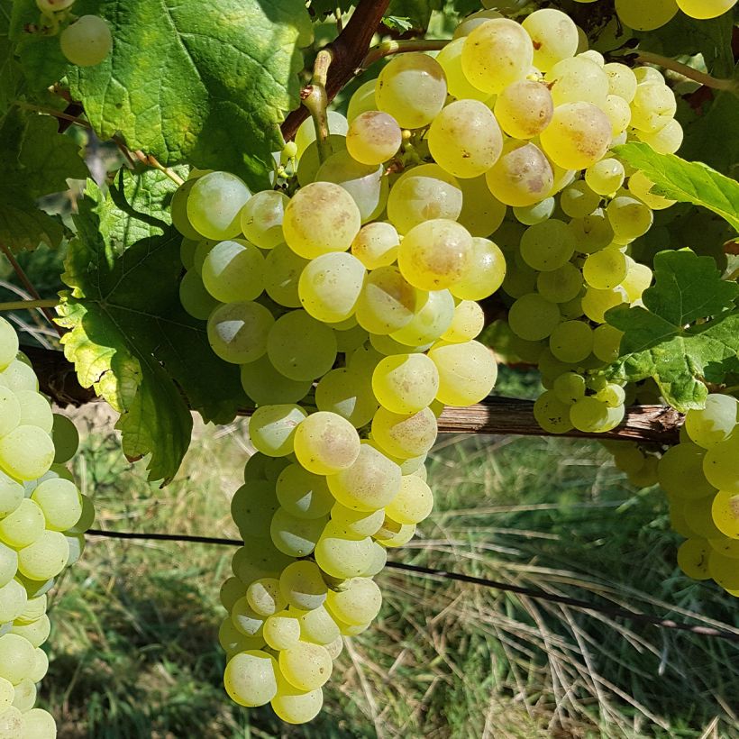 Vite Chasselas De Fontainebleau (Raccolta)