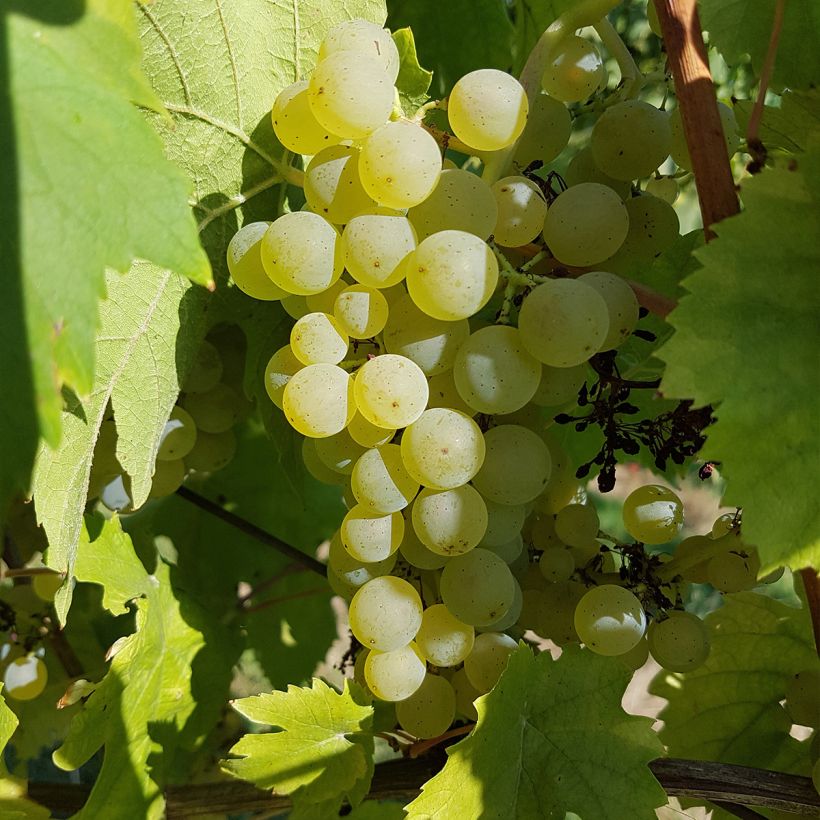 Vite Chasselas Cioutat (Raccolta)