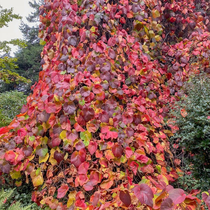 Vitis coignetiae Sunning Dale - Vite ornementale (Porto)