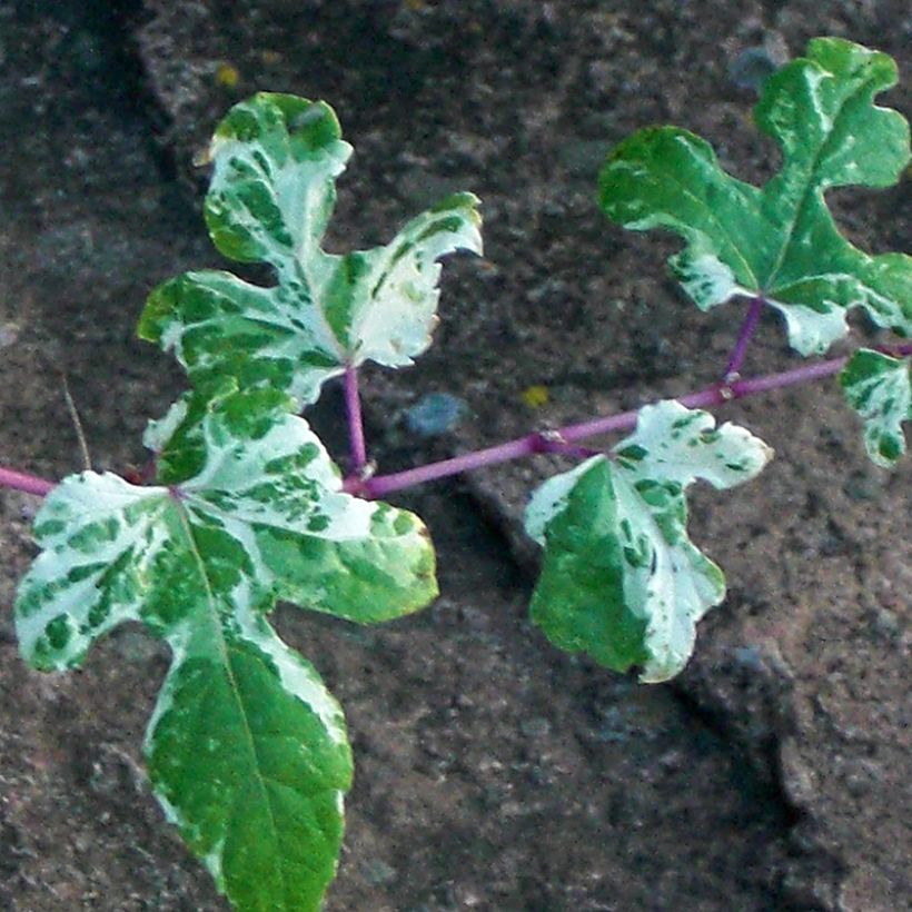 Ampelopsis brevipedunculata Elegans (Fogliame)