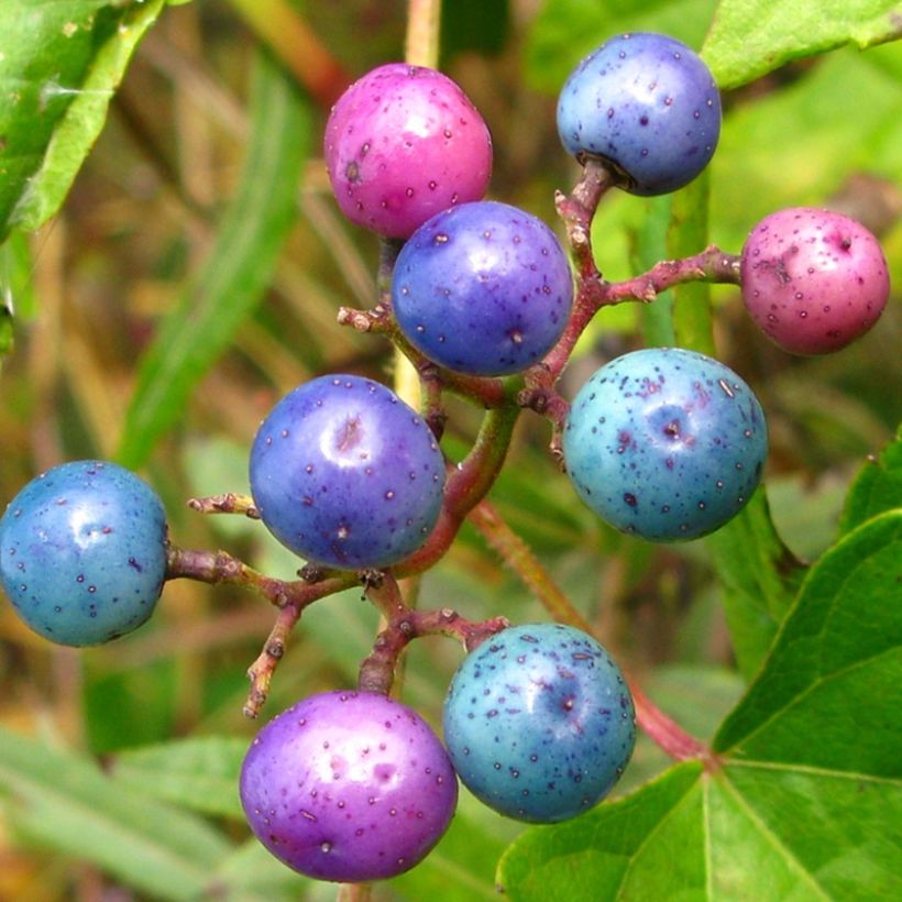 Ampelopsis brevipedunculata Elegans (Raccolta)