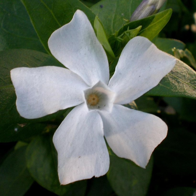 Vinca difformis - Pervinca ovata (Fioritura)