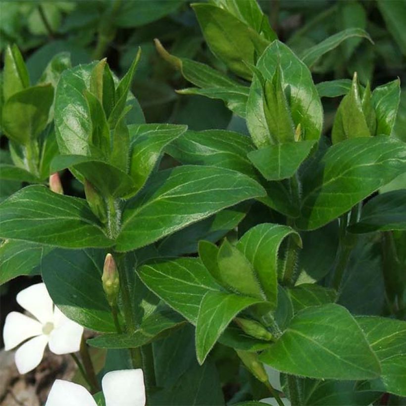 Vinca major Alba - Pervinca maggiore (Fogliame)