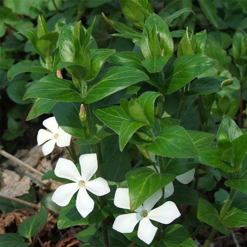 Vinca major Alba - Pervinca maggiore (Fioritura)