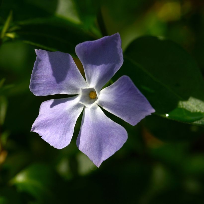 Vinca major - Pervinca maggiore (Fioritura)