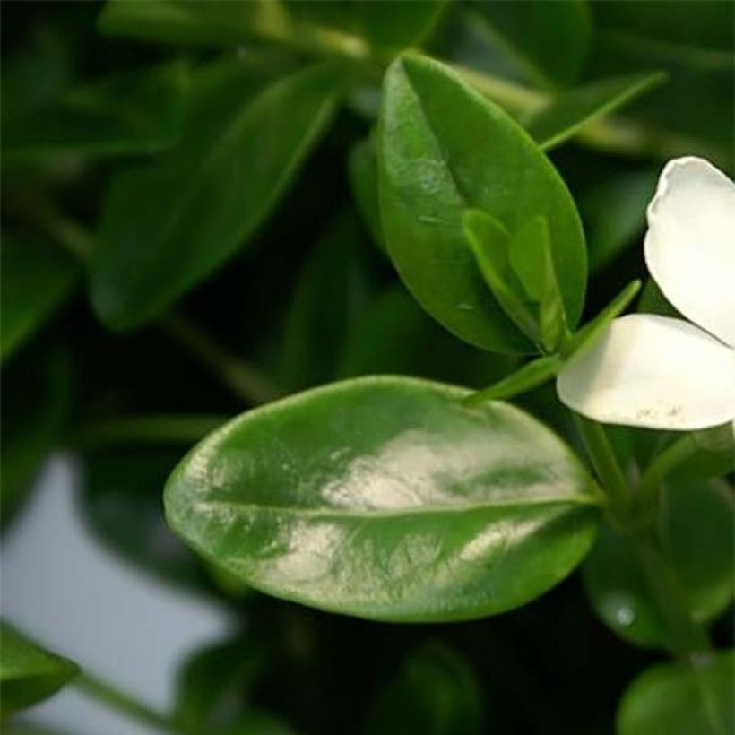 Vinca minor Alba - Pervinca minore (Fogliame)