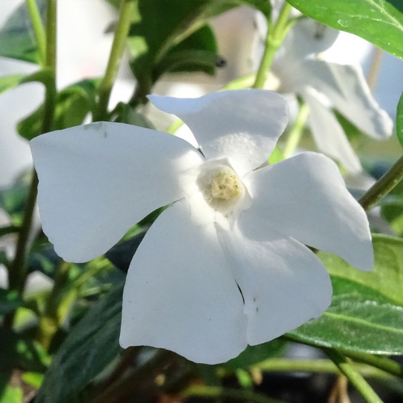 Vinca minor Alba - Pervinca minore (Fioritura)