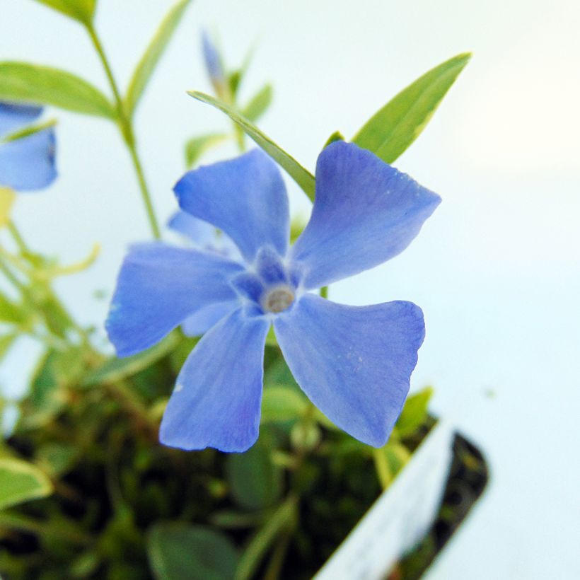 Vinca minor Argenteovariegata - Pervinca minore (Fogliame)