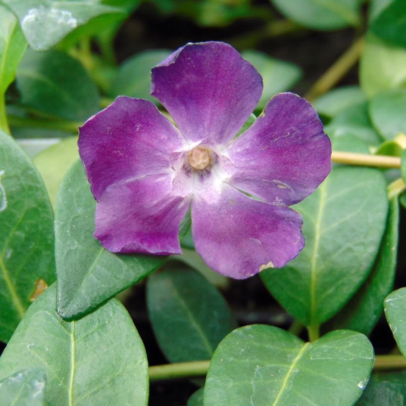 Vinca minor Atropurpurea - Pervinca minore (Fioritura)