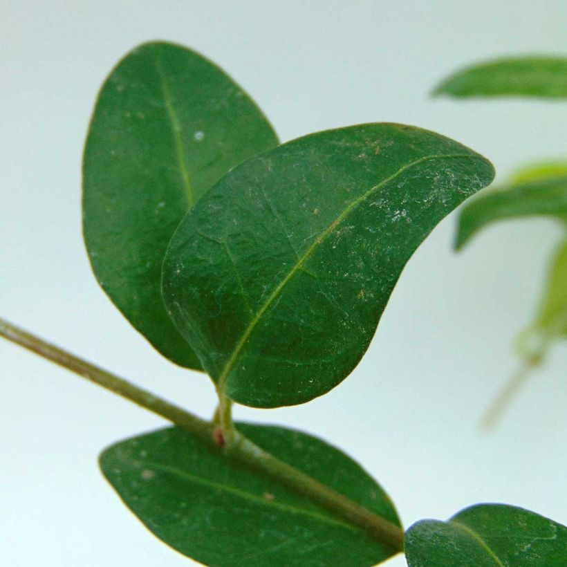 Vinca minor Flower Power - Pervinca minore (Fogliame)