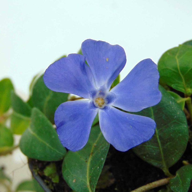 Vinca minor Flower Power - Pervinca minore (Fioritura)