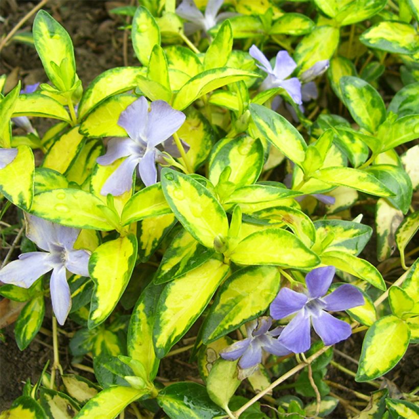 Vinca minor Illumination - Pervinca minore (Fogliame)