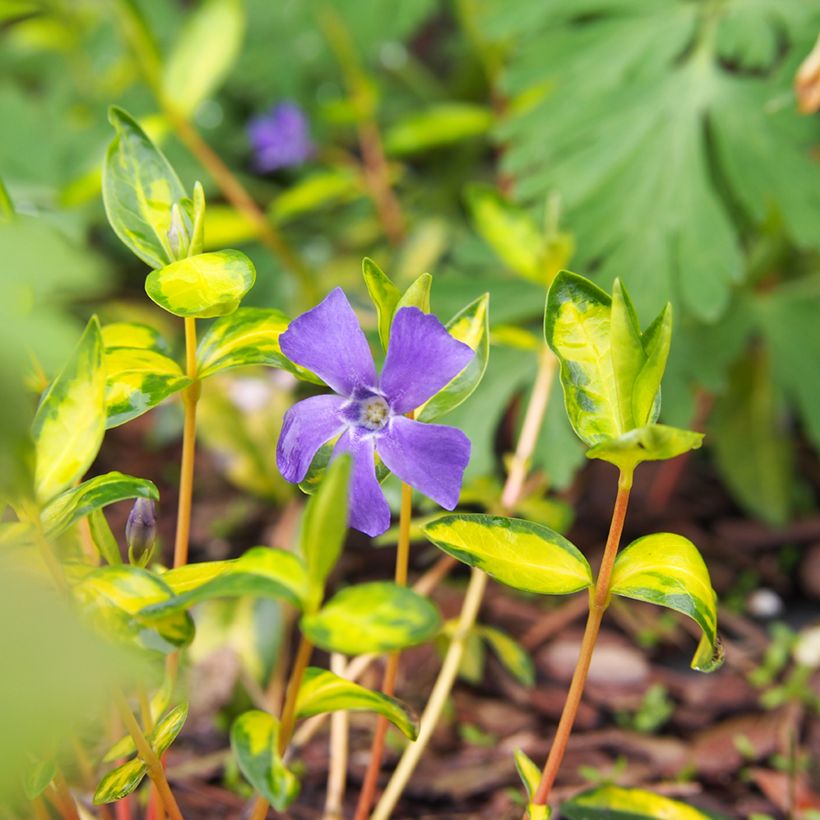 Vinca minor Illumination - Pervinca minore (Fioritura)