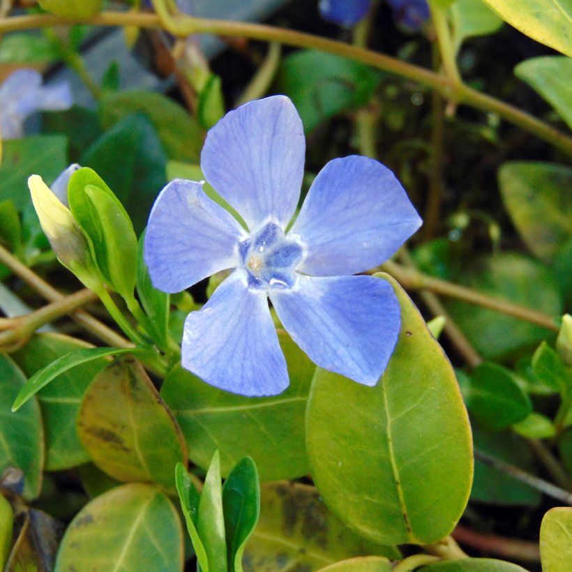 Vinca minor Marie - Pervinca minore (Fioritura)