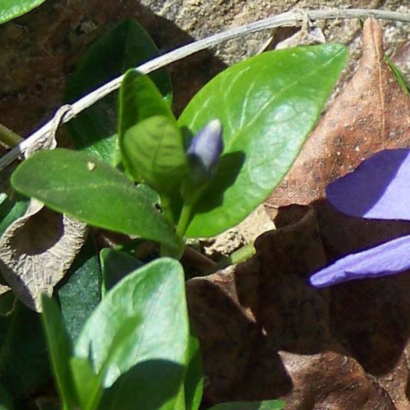 Vinca minor - Pervinca minore (Fogliame)