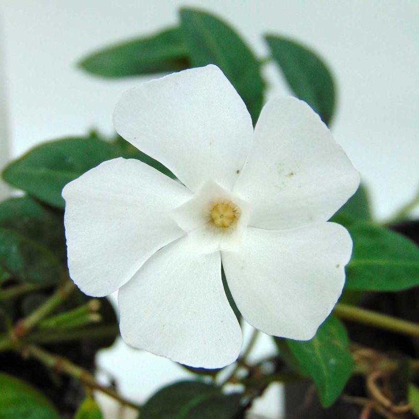 Vinca minor White Power - Pervinca minore (Fioritura)