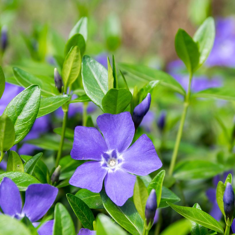 Vinca minor - Pervinca minore (Fioritura)