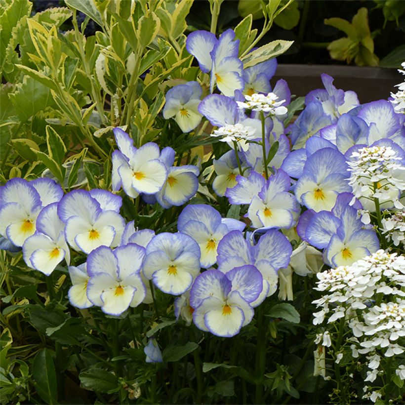 Viola Blue Moon (Fioritura)