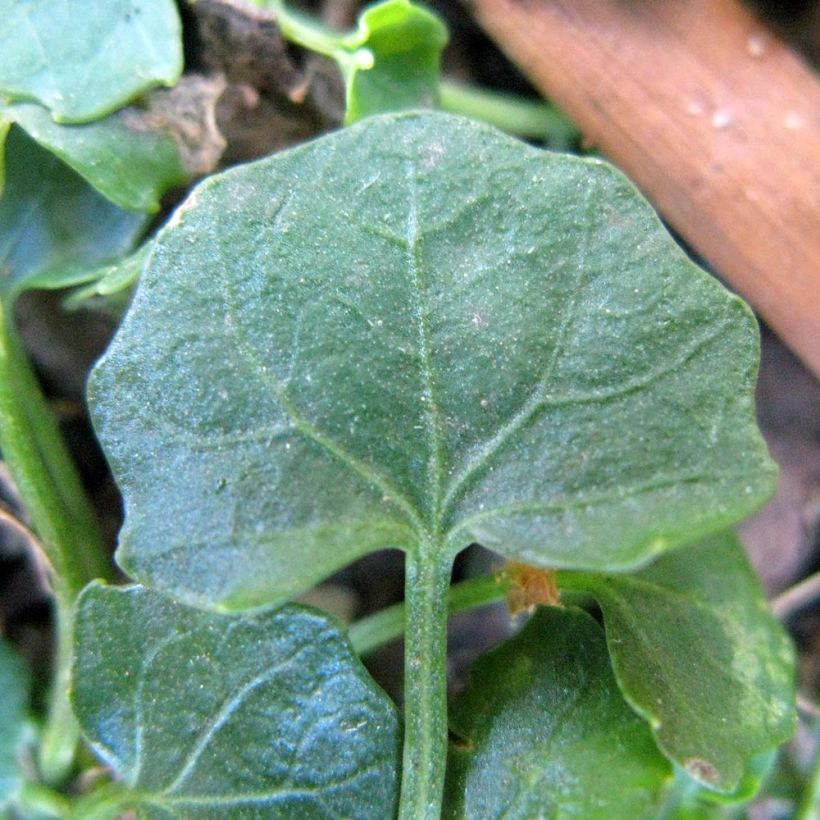 Viola hederacea (Fogliame)