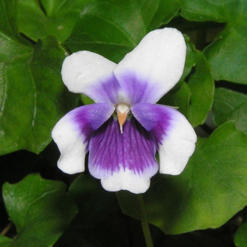 Viola hederacea (Fioritura)