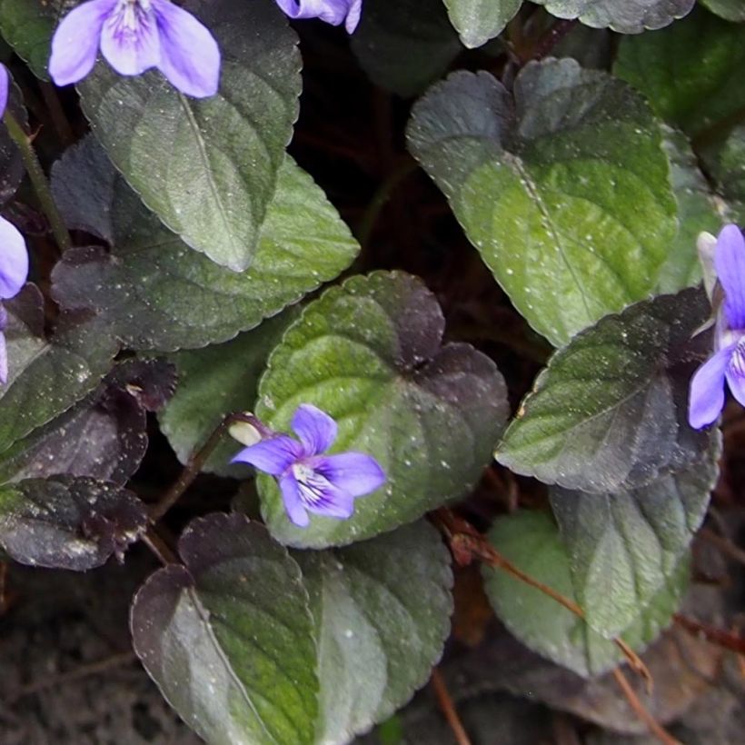 Viola riviniana var. purpurea (Fogliame)