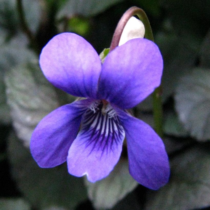 Viola riviniana var. purpurea (Fioritura)