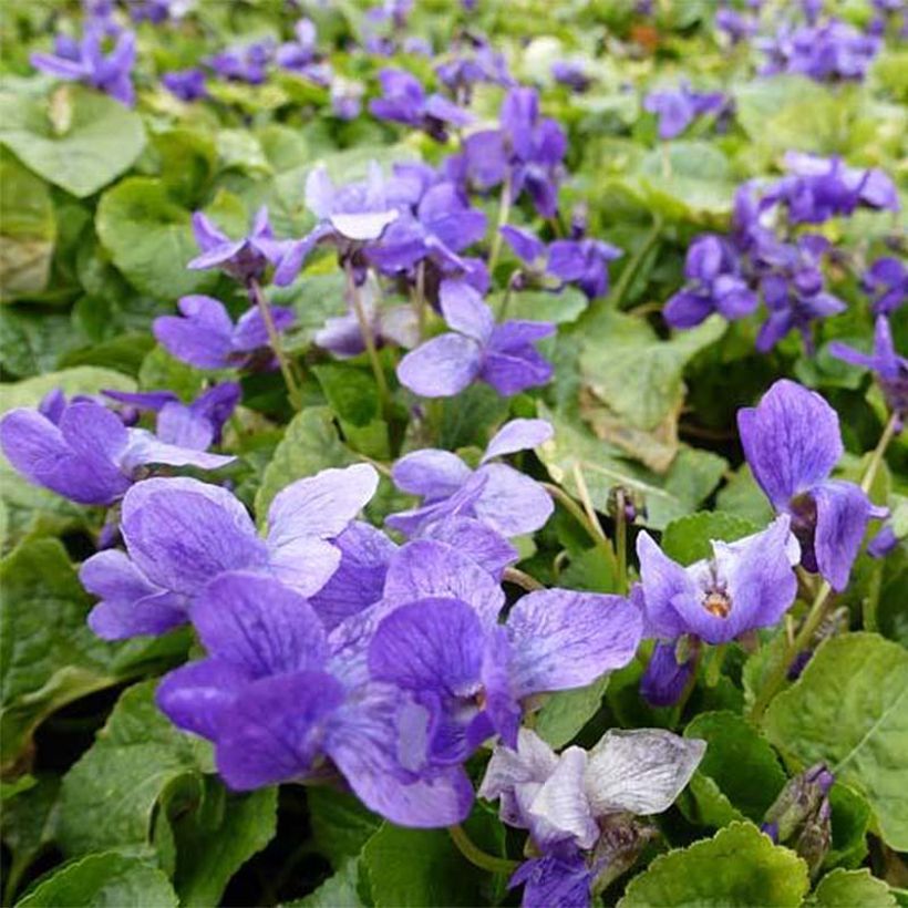 Viola mammola Königin Charlotte (Fioritura)