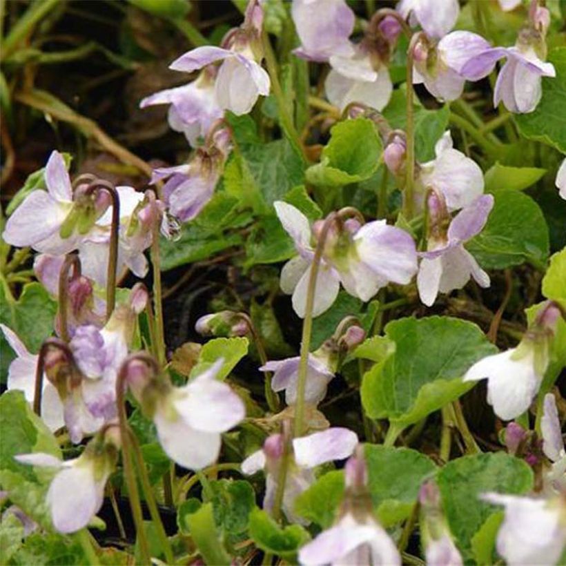 Viola mammola Mrs R Barton (Fioritura)