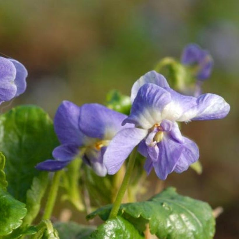 Viola suavis Parme de Toulouse (Fioritura)