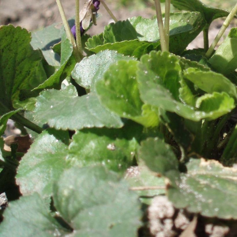 Viola mammola Plena (Fogliame)