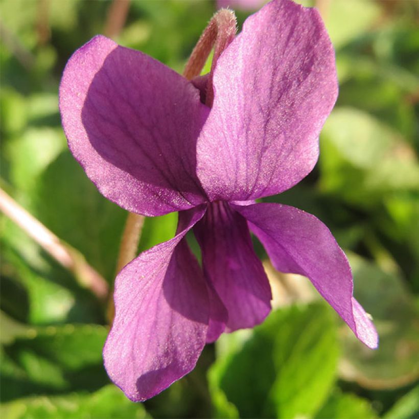 Viola mammola Red Charm (Fioritura)