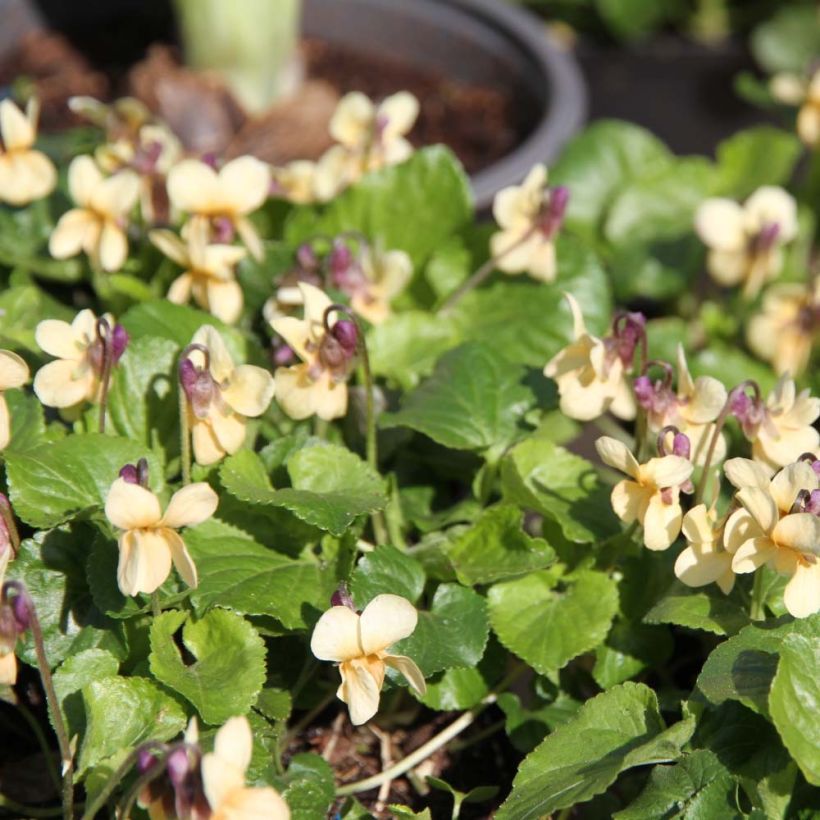 Viola mammola Vanilla (Fioritura)