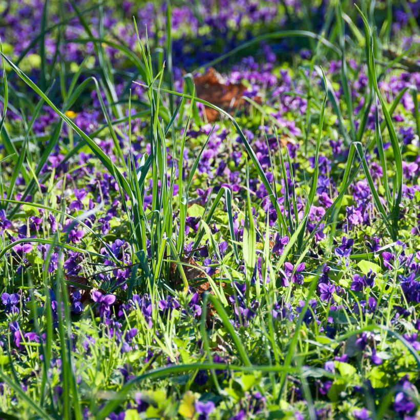 Viola odorata - Viola mammola (Porto)