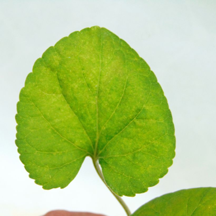 Viola odorata - Viola mammola (Fogliame)