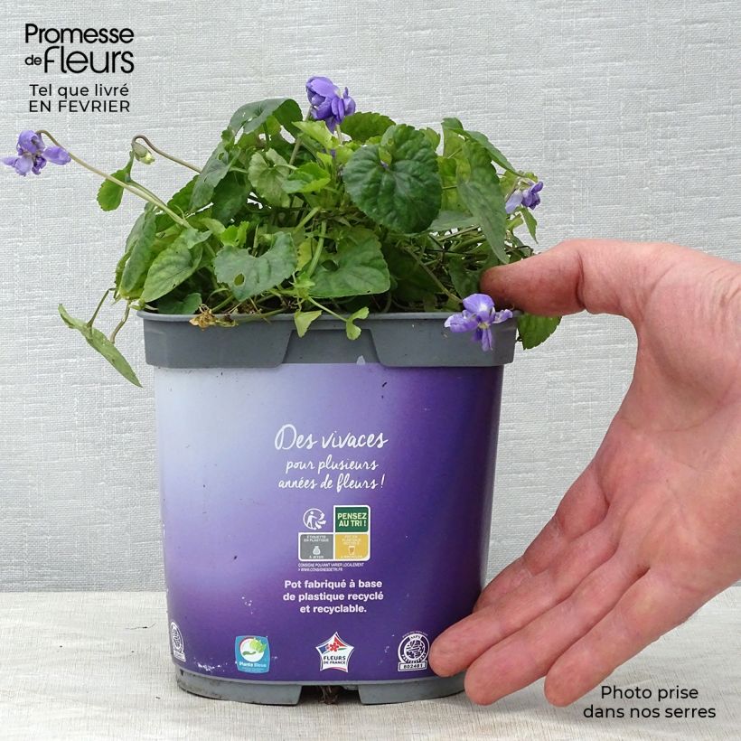 Violette odorante - Viola odorata Plena Pot de 2L/3L esemplare consegnato in inverno