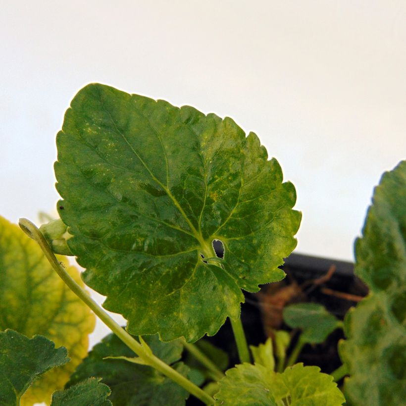 Viola mammola Reine Des Blanches (Fogliame)