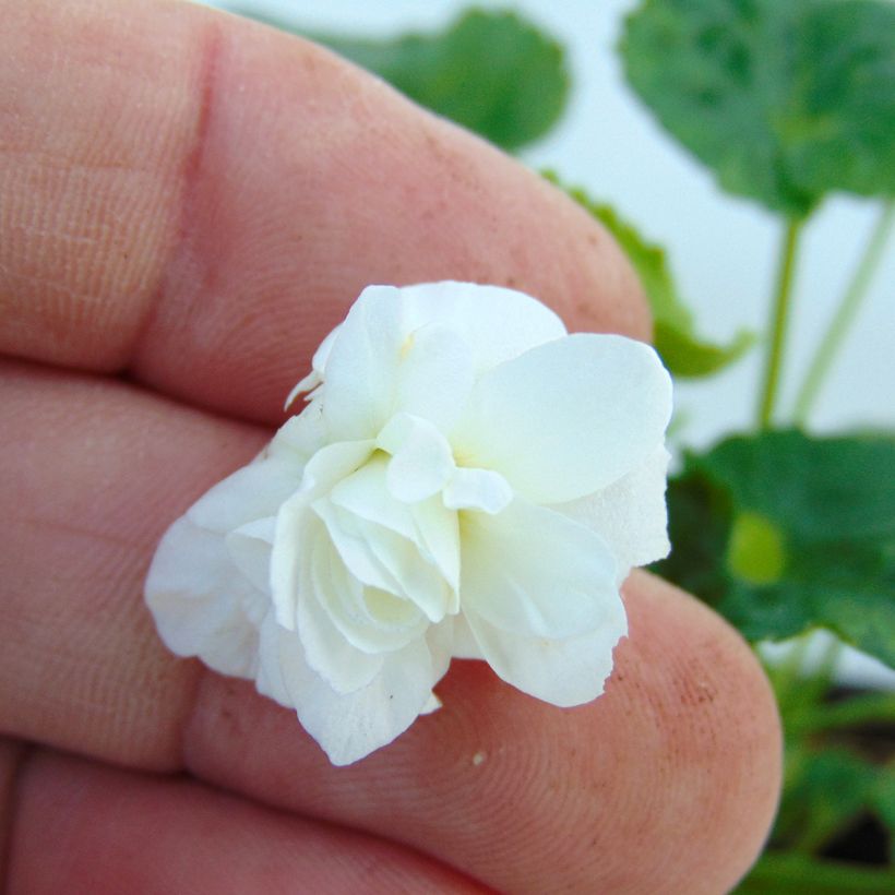 Viola mammola Reine Des Blanches (Fioritura)