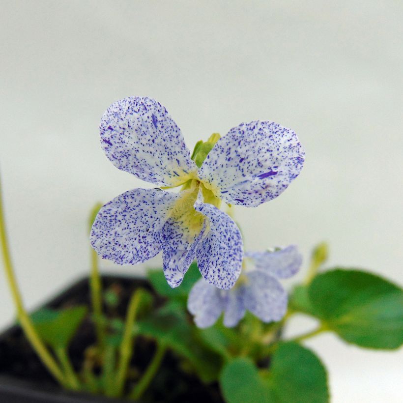 Viola sororia Priceana - Viola sorella (Fioritura)