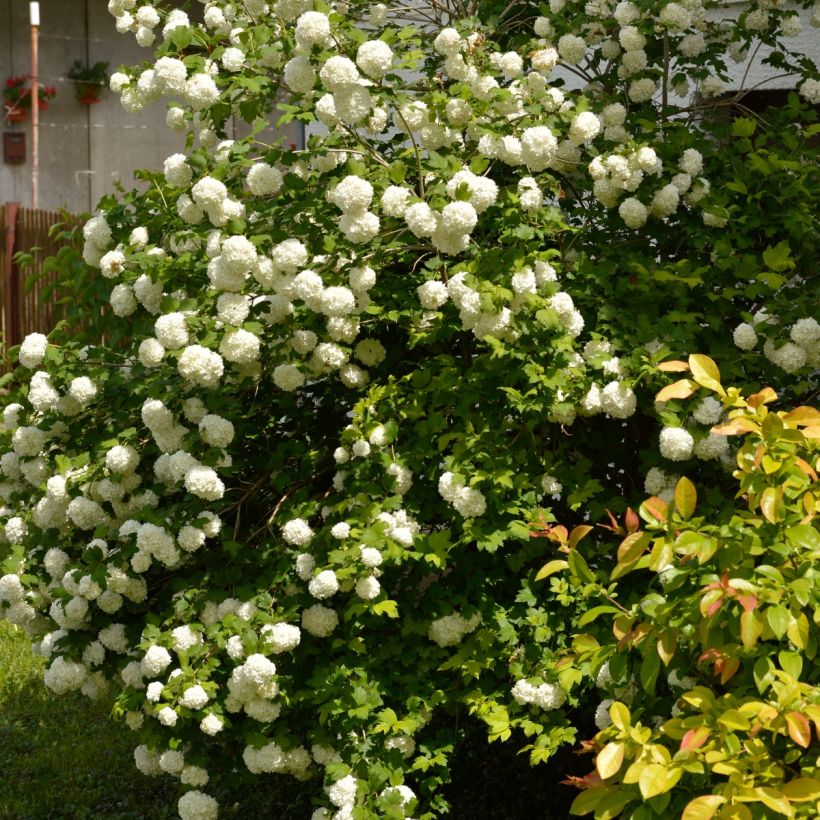 Viburnum opulus Roseum - Oppio (Porto)