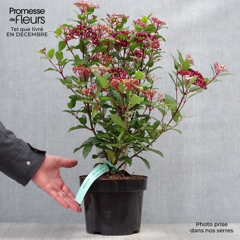 Viorne, Laurier Tin - Viburnum tinus Spirit en pot de 2L/3L esemplare consegnato in inverno