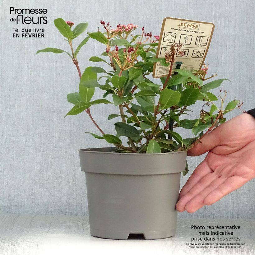 Viorne, Laurier tin - Viburnum tinus Gwenlian Pot de 2L/3L esemplare consegnato in inverno