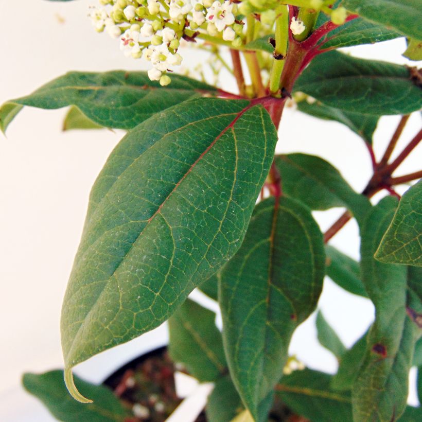 Viburnum davidii Jermyns Globe (Fogliame)