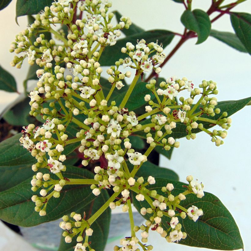 Viburnum davidii Jermyns Globe (Fioritura)