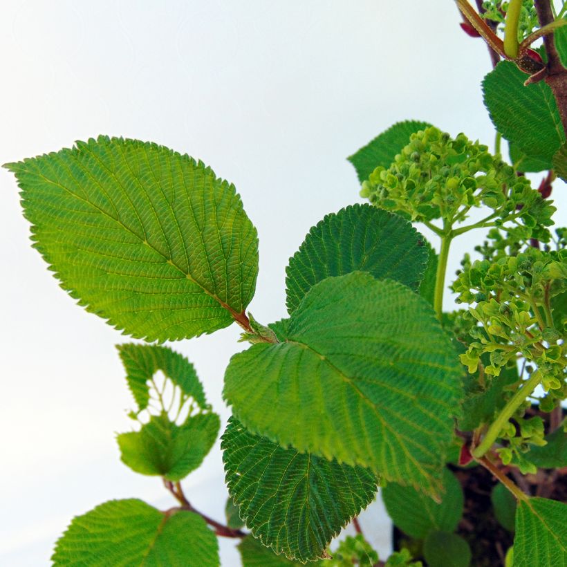 Viburnum plicatum Grandiflorum Noble (Fogliame)