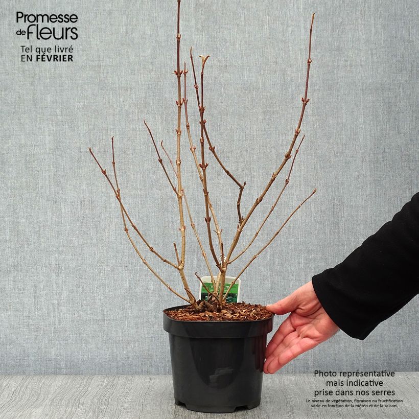 Viorne - Viburnum plicatum Lanarth Pot de 2L/3L esemplare consegnato in inverno